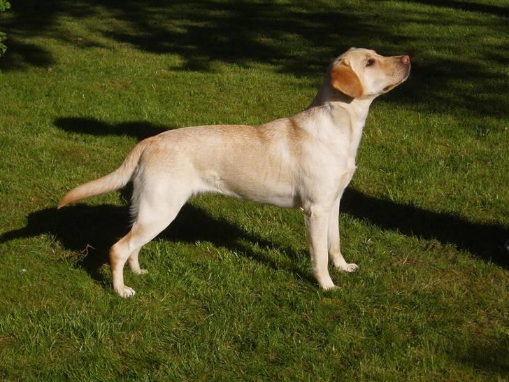 Labrador retriever Birdsongs Uniqe Tikka - se mor jeg kan stå pænt billede 1
