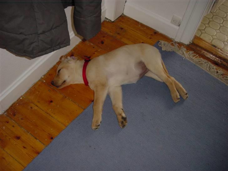 Labrador retriever Birdsongs Uniqe Tikka - fuldstændig flad ha  ha billede 2