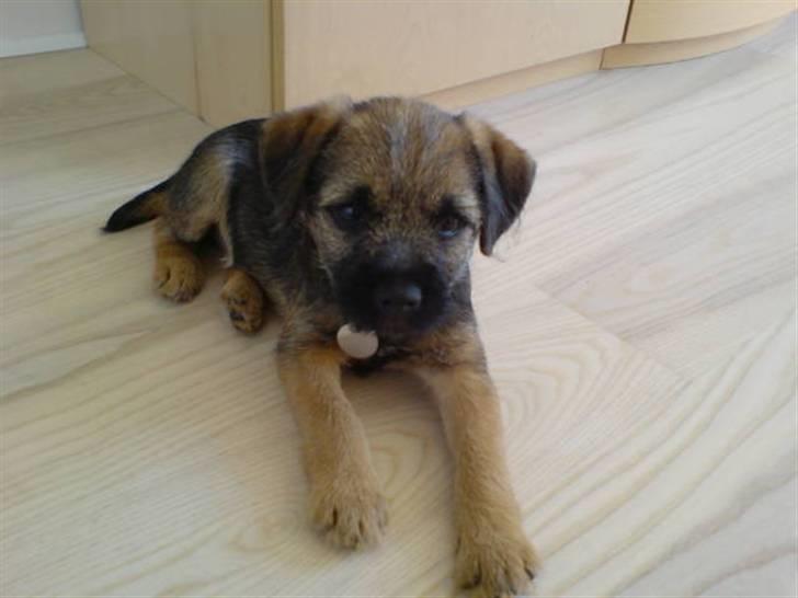 Border terrier .- Zoë -.  { Min'Ged ! :D - Welcome til Zoë TøZZen´s profil <333 billede 1
