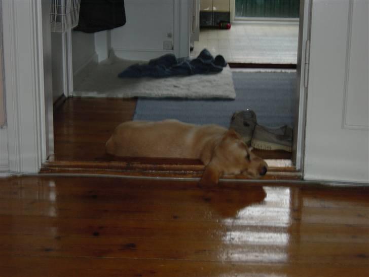 Labrador retriever Birdsongs Uniqe Tikka - jeg sover hvorsomhelst også på et dørtrin billede 4