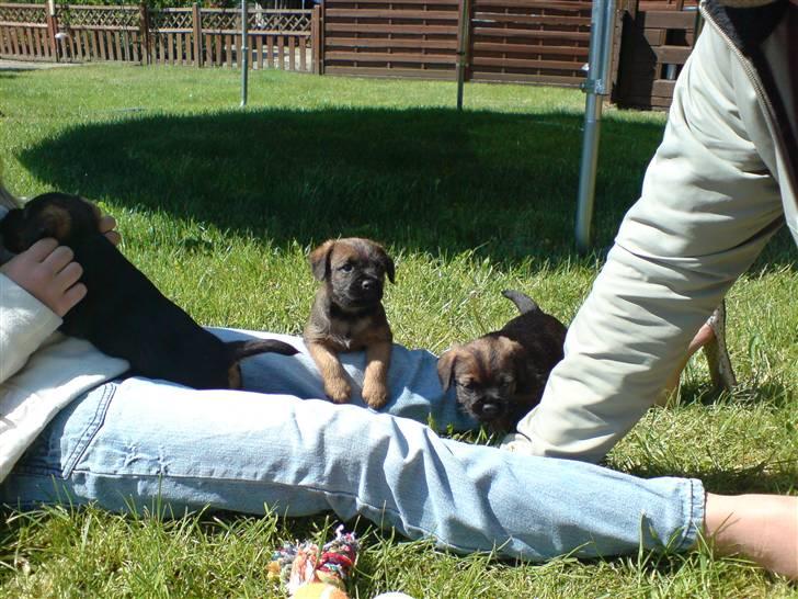 Border terrier .- Zoë -.  { Min'Ged ! :D - <hende der ligger på miit knæ de to andre er hendes søskende hehe <33  billede 2