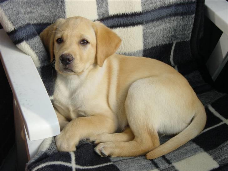 Labrador retriever Birdsongs Uniqe Tikka - er jeg ikke bare sød billede 7