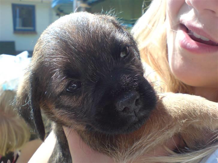 Border terrier .- Zoë -.  { Min'Ged ! :D - Baby Hund <333 billede 3