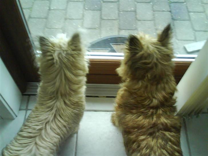 Cairn terrier chilli billede 8