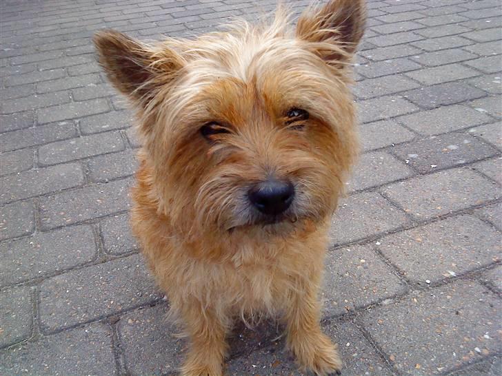 Cairn terrier chilli billede 9