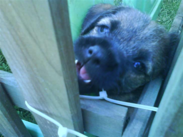 Border terrier .- Zoë -.  { Min'Ged ! :D - Mine tænder Klør. og ser jeg ikk bar Søød UDDD <333 billede 4