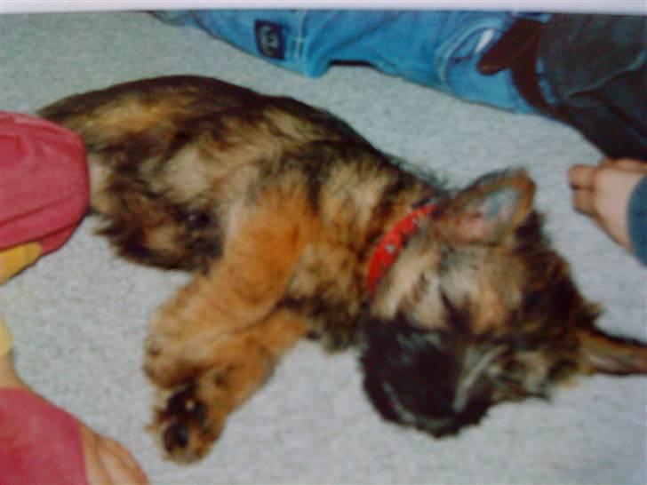 Cairn terrier chilli billede 10