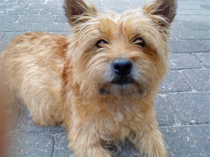 Cairn terrier chilli billede 11