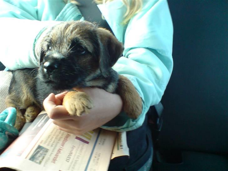 Border terrier .- Zoë -.  { Min'Ged ! :D - Da julie og hendes forældre hentede mig, En stor dag hvor der lige pludselig sker mange nye ting, Lille mig <333 billede 5
