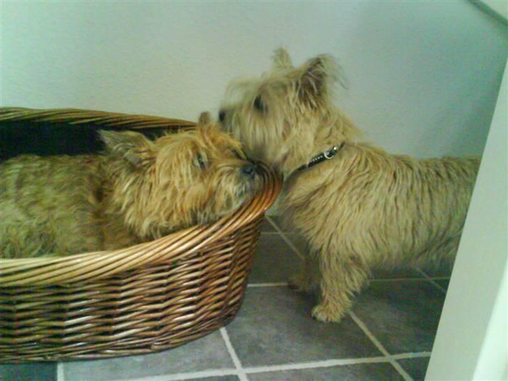 Cairn terrier chilli billede 12