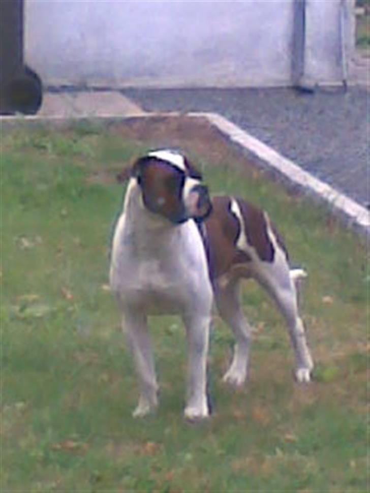 Blanding af racer Enzo billede 11