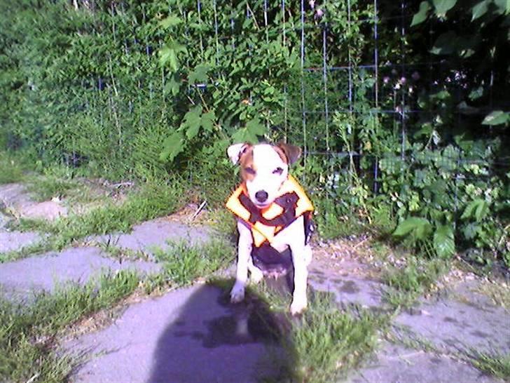 Jack russell terrier Futte - Futtes redningsvest som hun har på til svømning billede 6