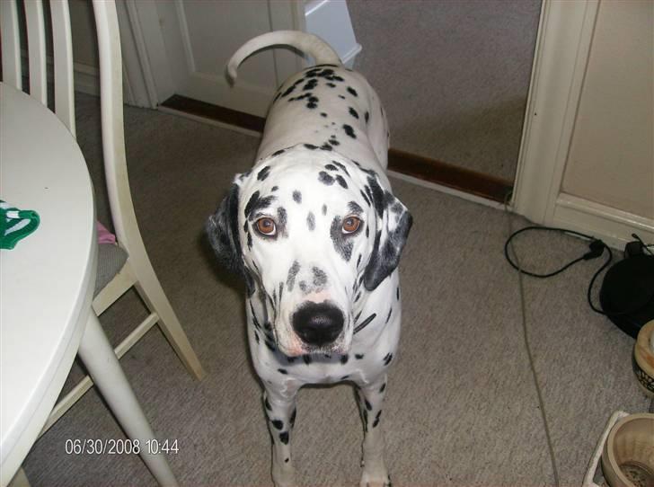 Dalmatiner Simba billede 1