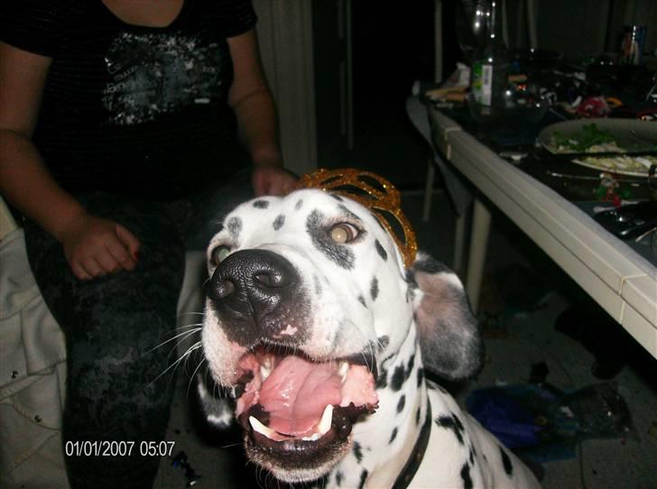 Dalmatiner Simba billede 2