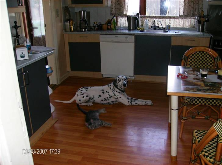 Dalmatiner Simba billede 3