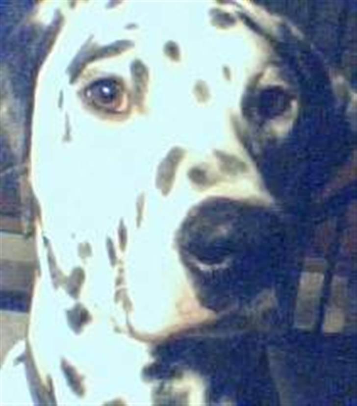 Dalmatiner Simba billede 4