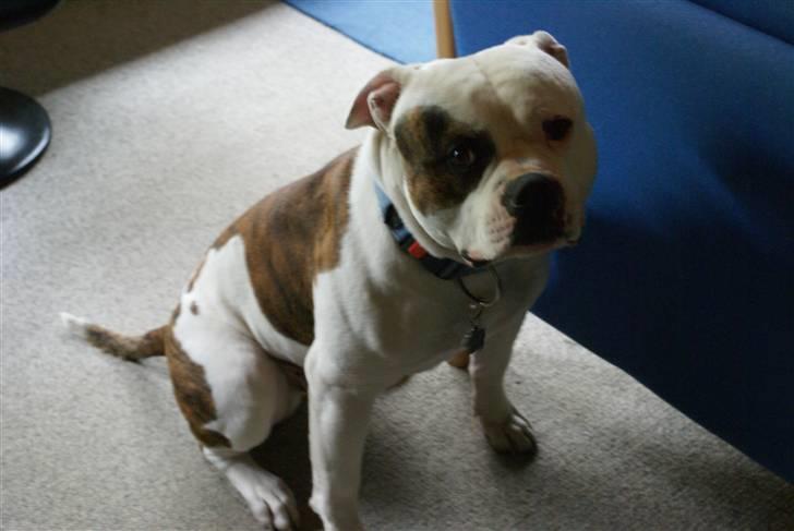 Amerikansk bulldog Jab's Leo. billede 6
