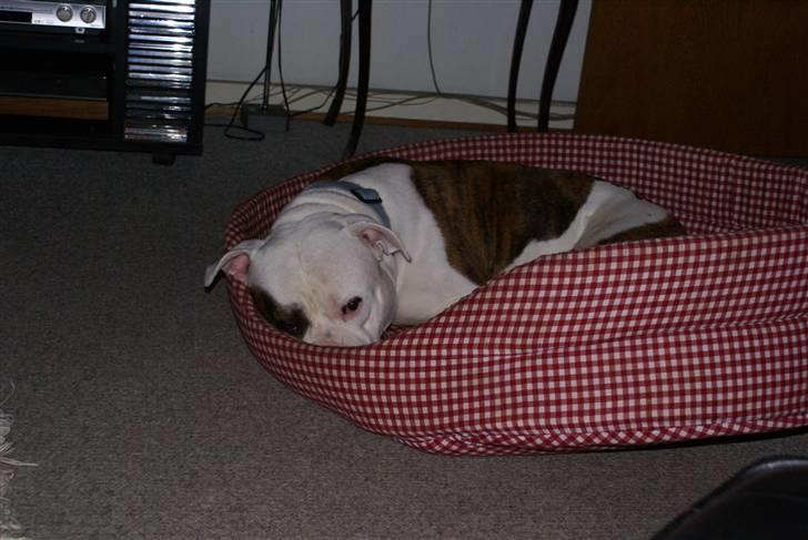 Amerikansk bulldog Jab's Leo. billede 7