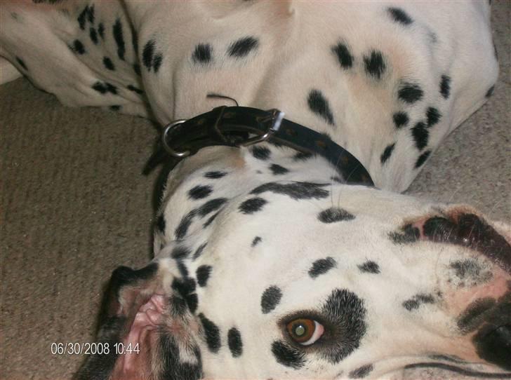 Dalmatiner Simba billede 5