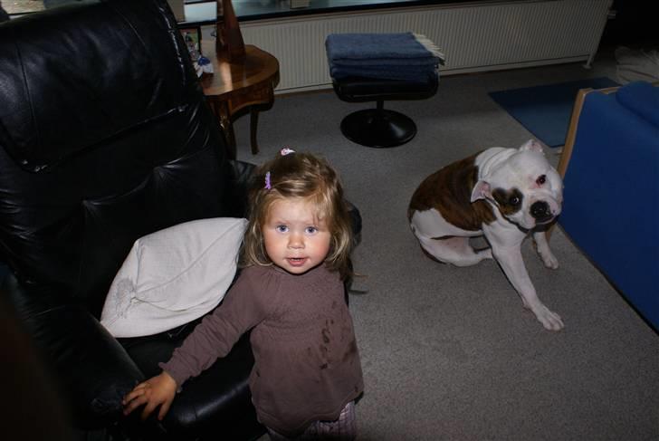 Amerikansk bulldog Jab's Leo. billede 8