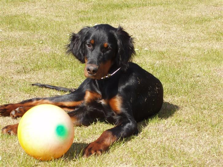 Gordon setter Wøkk´s Andi - Andi ligger med sin nye boldt! som er bidt i stykker nu hehe :D billede 1