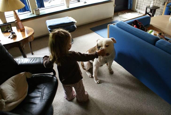 Amerikansk bulldog Jab's Leo. billede 9