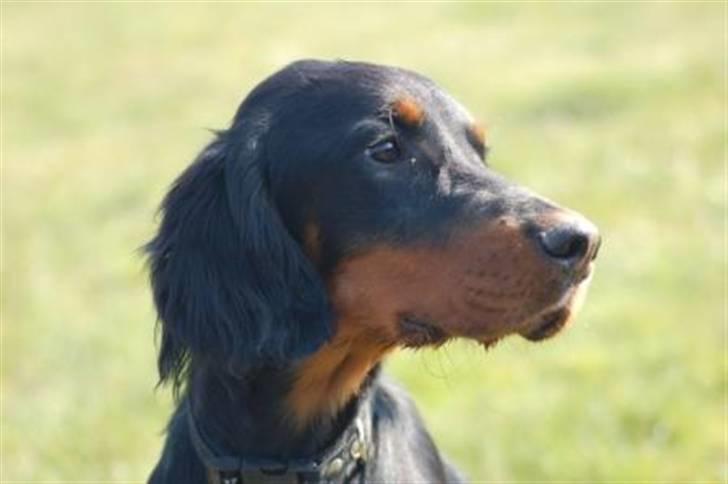 Gordon setter Wøkk´s Andi billede 2