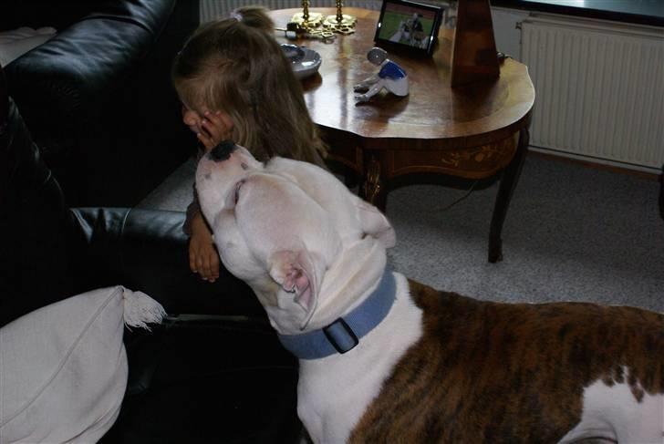 Amerikansk bulldog Jab's Leo. billede 10