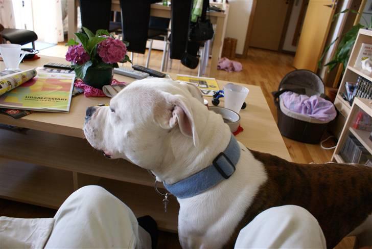 Amerikansk bulldog Jab's Leo. billede 11