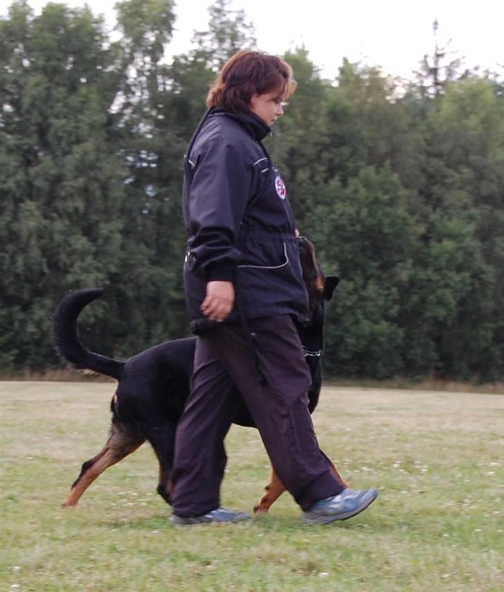 Rottweiler Heitah's Miro - MIRO OG HELLE LYDIGHEDSTRÆNING -KONTAKT, KONTAKT, KONTAKT billede 15