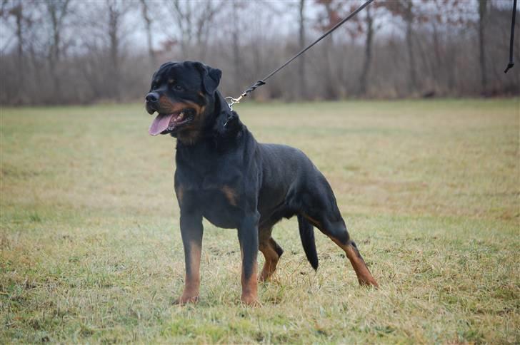 Rottweiler Heitah's Miro billede 16