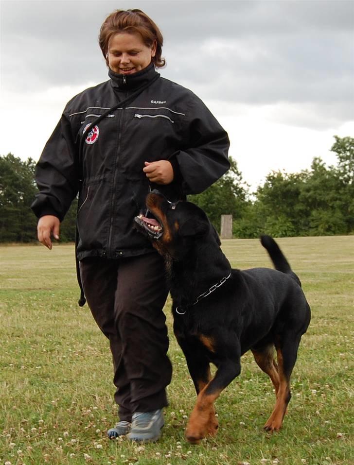 Rottweiler Heitah's Miro - MIRO OG HELLE LYDIGHEDSTRÆNING  billede 17