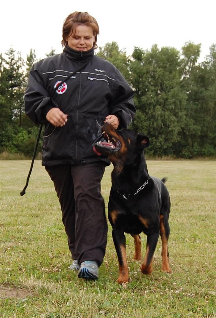 Rottweiler Heitah's Miro - MERE MIRO OG HELLE LYDIGHEDSTRÆNING  billede 18