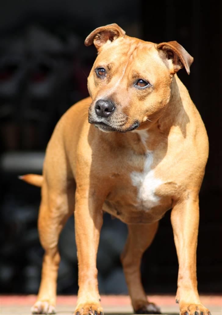 Staffordshire bull terrier Chili - 08-07-08 Opmærksomme chilipigen-15 dage før sin 7års føsda billede 19