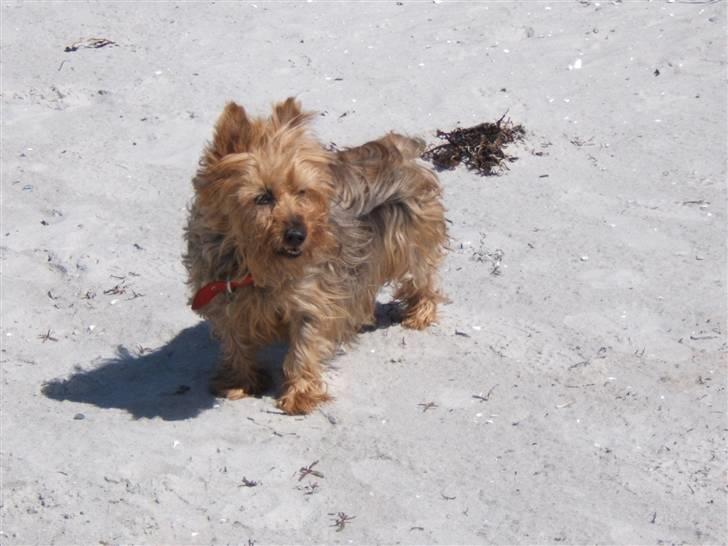 Australsk terrier Emma Himmelhund - Emma på stranden i Ellinge Lyng... elskede hun, bare hun slap for at blive våd billede 8