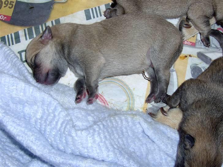 Blanding af racer TriQo - TriQo 1 dag gammel, her vejer han 232 g. billede 7