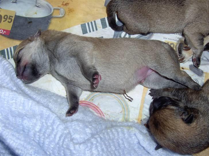 Blanding af racer TriQo - TriQo 1 dag gammel, her vejer han 232 g. billede 8