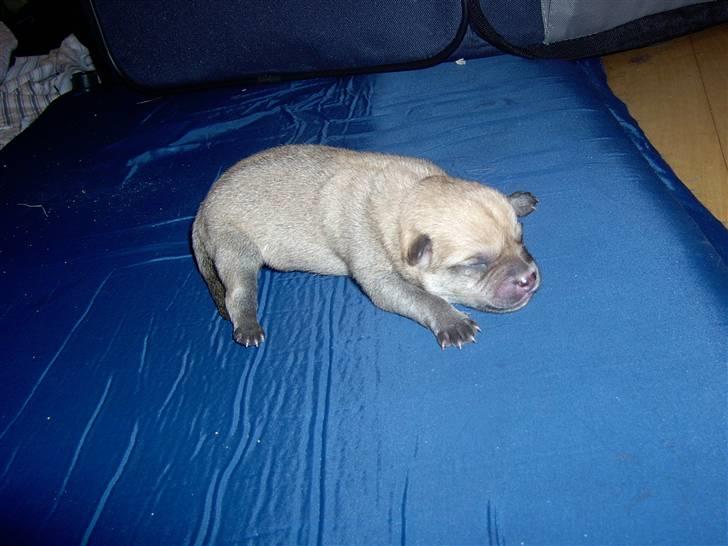 Blanding af racer TriQo - TriQo 1 dag gammel, her vejer han 232 g. billede 9