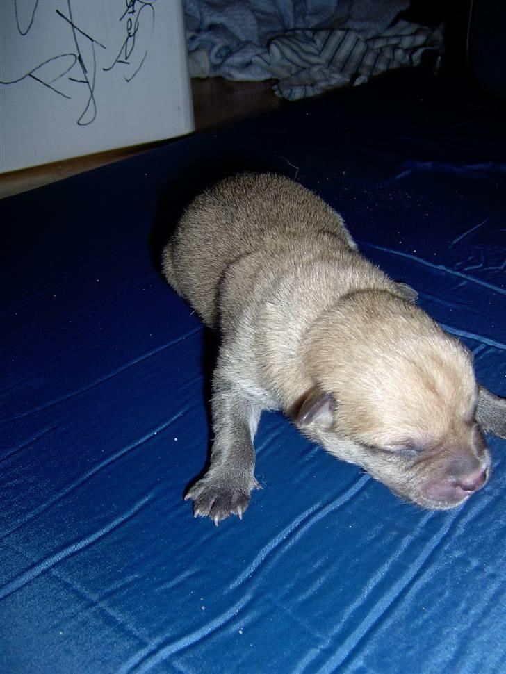 Blanding af racer TriQo - TriQo 1 dag gammel, her vejer han 232 g. billede 10