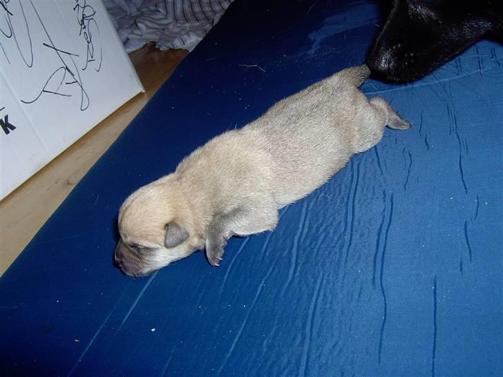 Blanding af racer TriQo - TriQo 1 dag gammel, her vejer han 232 g. billede 11