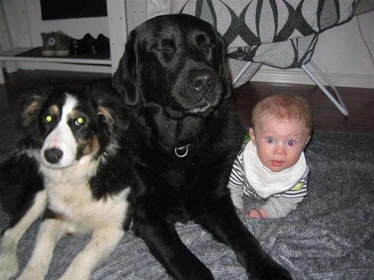 Blanding af racer Nala  - Nala, buller (svigerforældrenes kæmpe) og vores lille Sam :-) billede 14