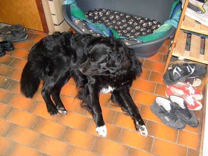 Blanding af racer Luffe billede 15