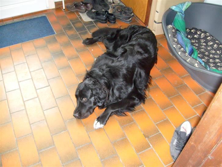 Blanding af racer Luffe billede 16