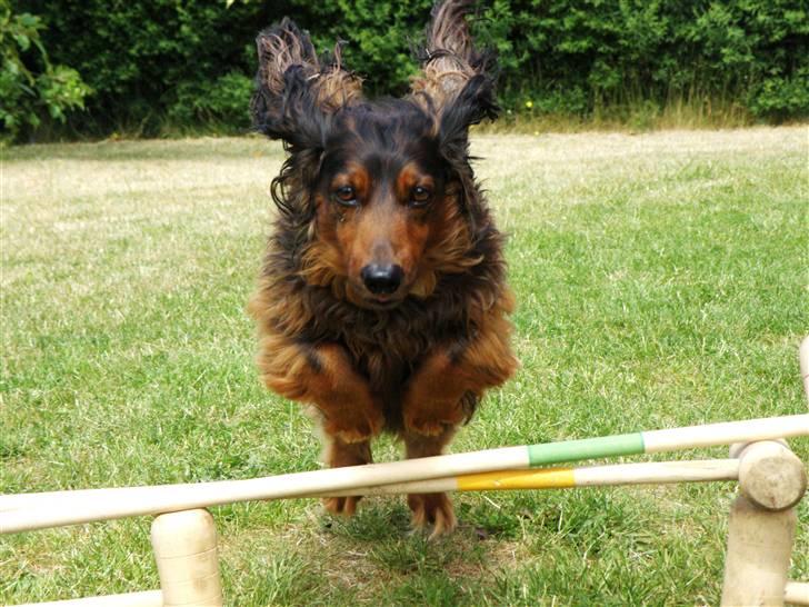 Gravhund Oliver ! <3 - Velkommen til den flyvende gravlænders profil! .. eller noget? (: billede 1