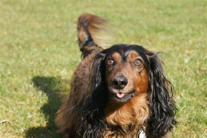 Gravhund Oliver ! <3 - du så smuk  ! xD billede 2