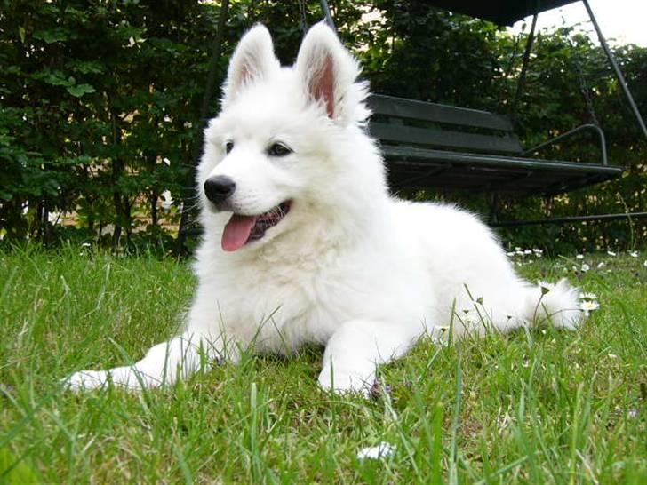Blanding af racer dansk spids og samojede billede 5