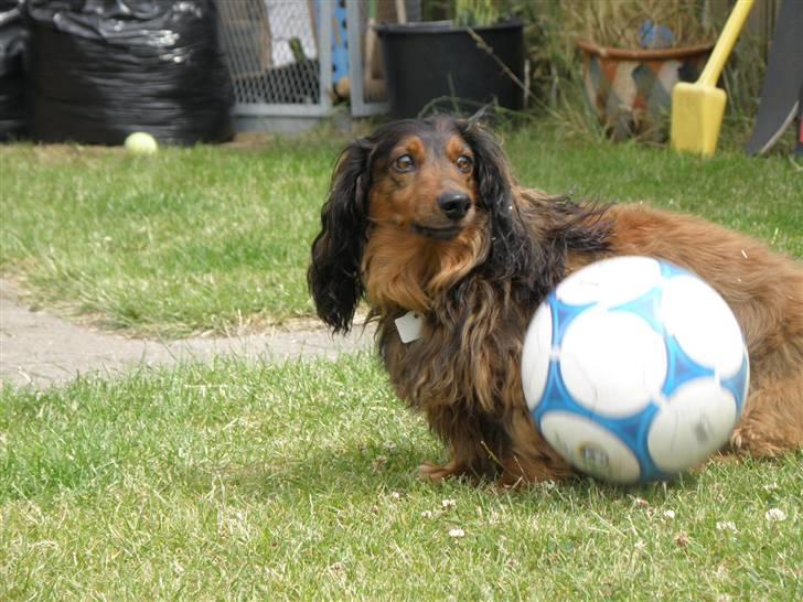 Gravhund Oliver ! <3 - argh.. en bold? oO billede 3