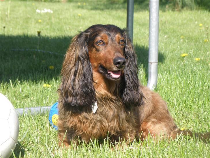 Gravhund Oliver ! <3 - Er jeg ikke smuk?<3 billede 4