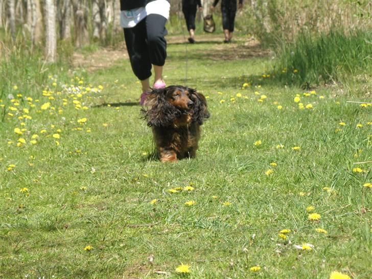 Gravhund Oliver ! <3 - Ja, okay.. der er han måske knap så smuk xD billede 5