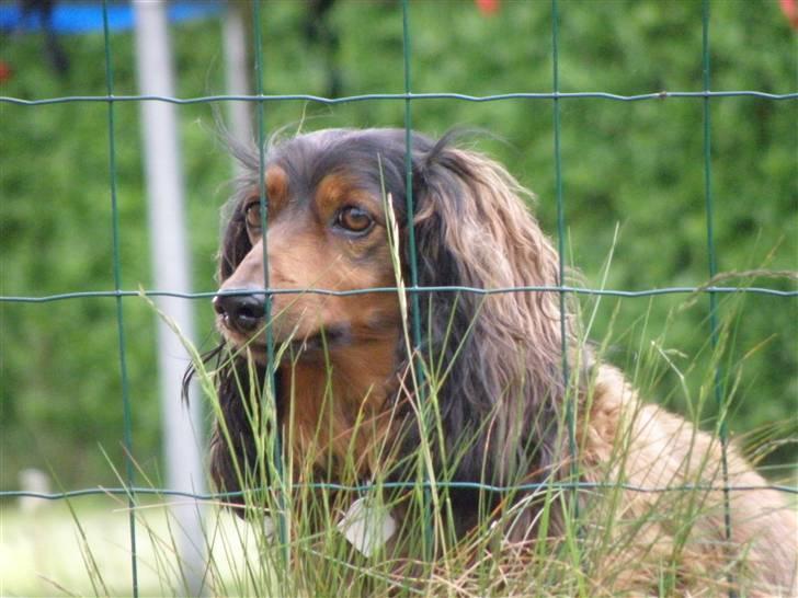 Gravhund Oliver ! <3 - Så luk mig da ud! billede 6